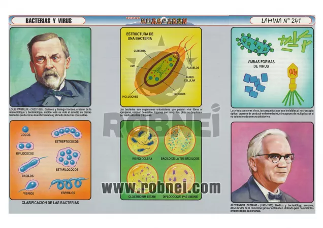 Bacterias Y Virus